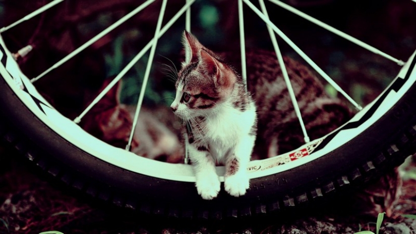 30 ways to use cats in the household