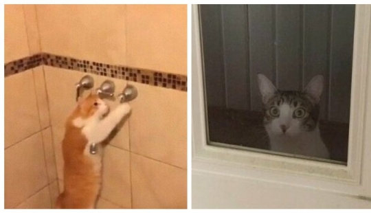 30 weird cat habits, which are in the order of things