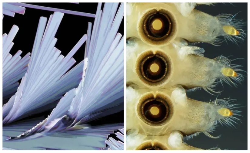 32 micrographs that will change your idea of the world