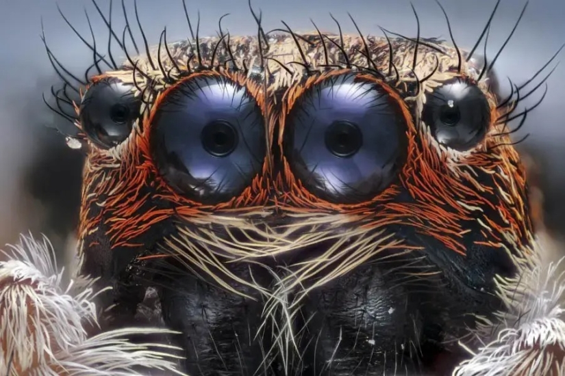 32 micrographs that will change your idea of the world
