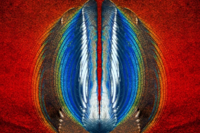 32 micrographs that will change your idea of the world