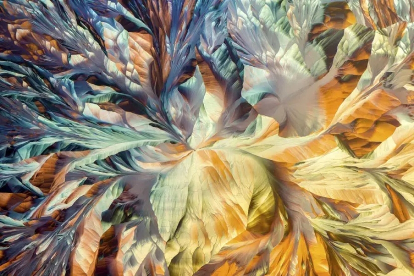 32 micrographs that will change your idea of the world