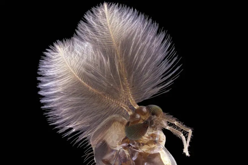 32 micrographs that will change your idea of the world