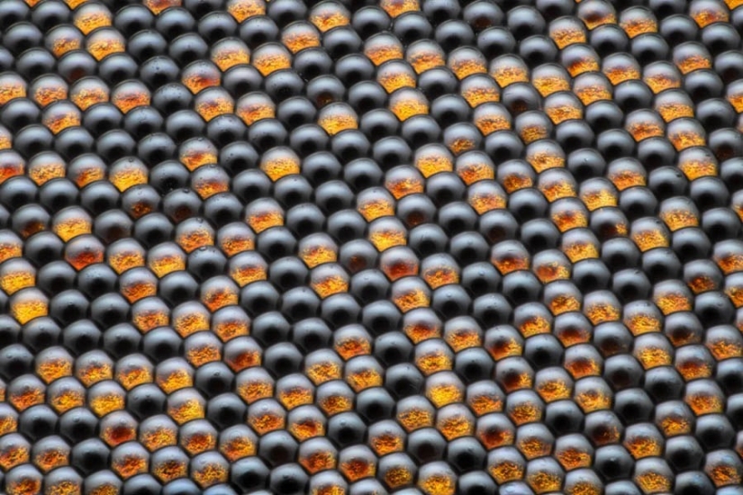 32 micrographs that will change your idea of the world