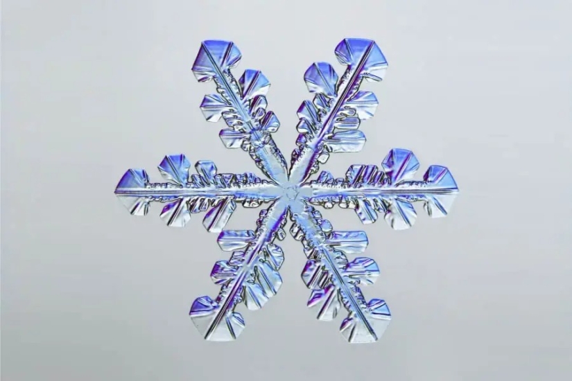 32 micrographs that will change your idea of the world