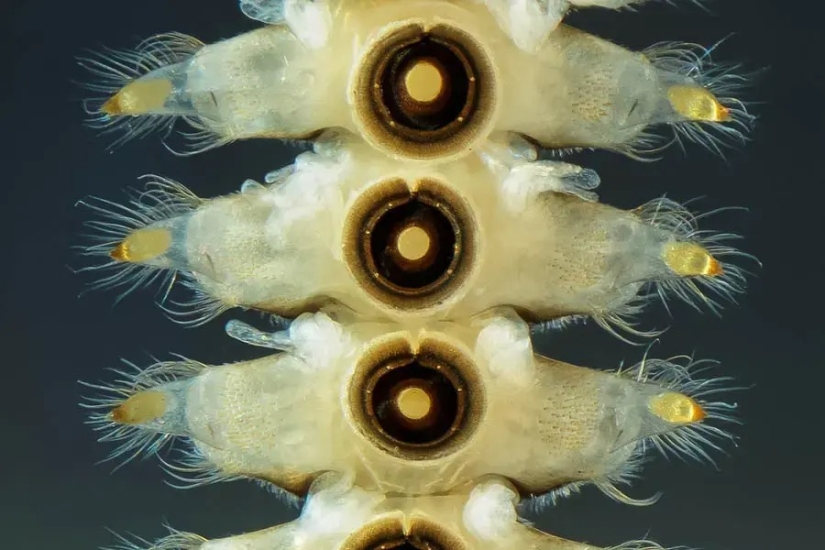 32 micrographs that will change your idea of the world