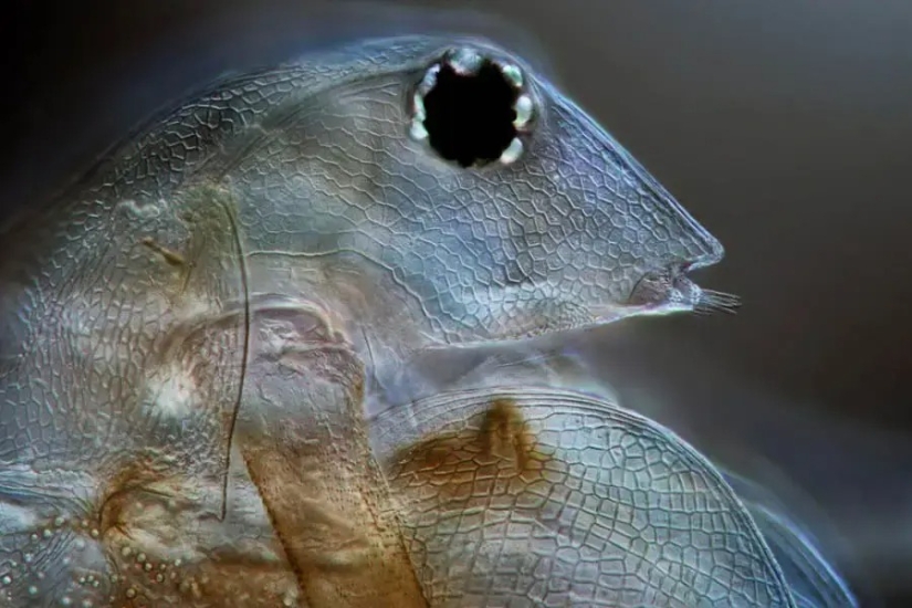 32 micrographs that will change your idea of the world