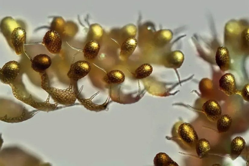 32 micrographs that will change your idea of the world