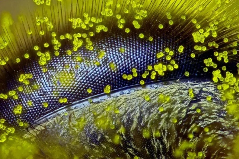 32 micrographs that will change your idea of the world