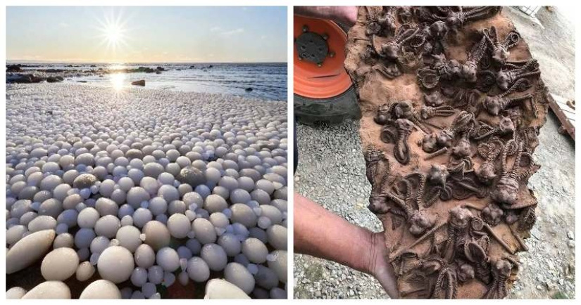 33 cosas raras y sorprendentes que vale la pena ver al menos en la foto 33 cosas raras y sorprendentes que vale la pena ver al menos en la foto