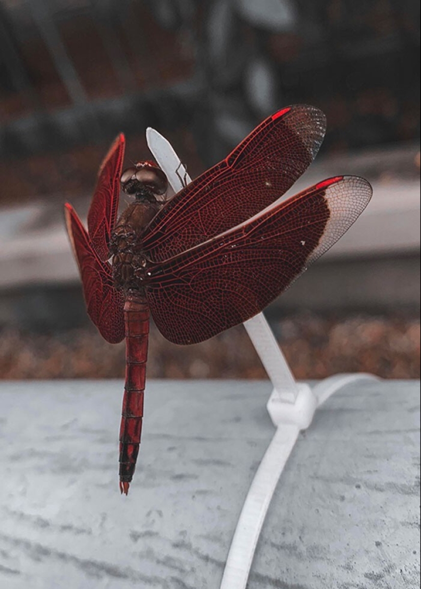 33 cosas raras y sorprendentes que vale la pena ver al menos en la foto 33 cosas raras y sorprendentes que vale la pena ver al menos en la foto