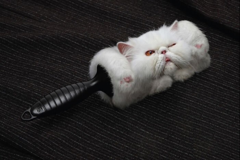 33 examples of the most creative and funny cat ads