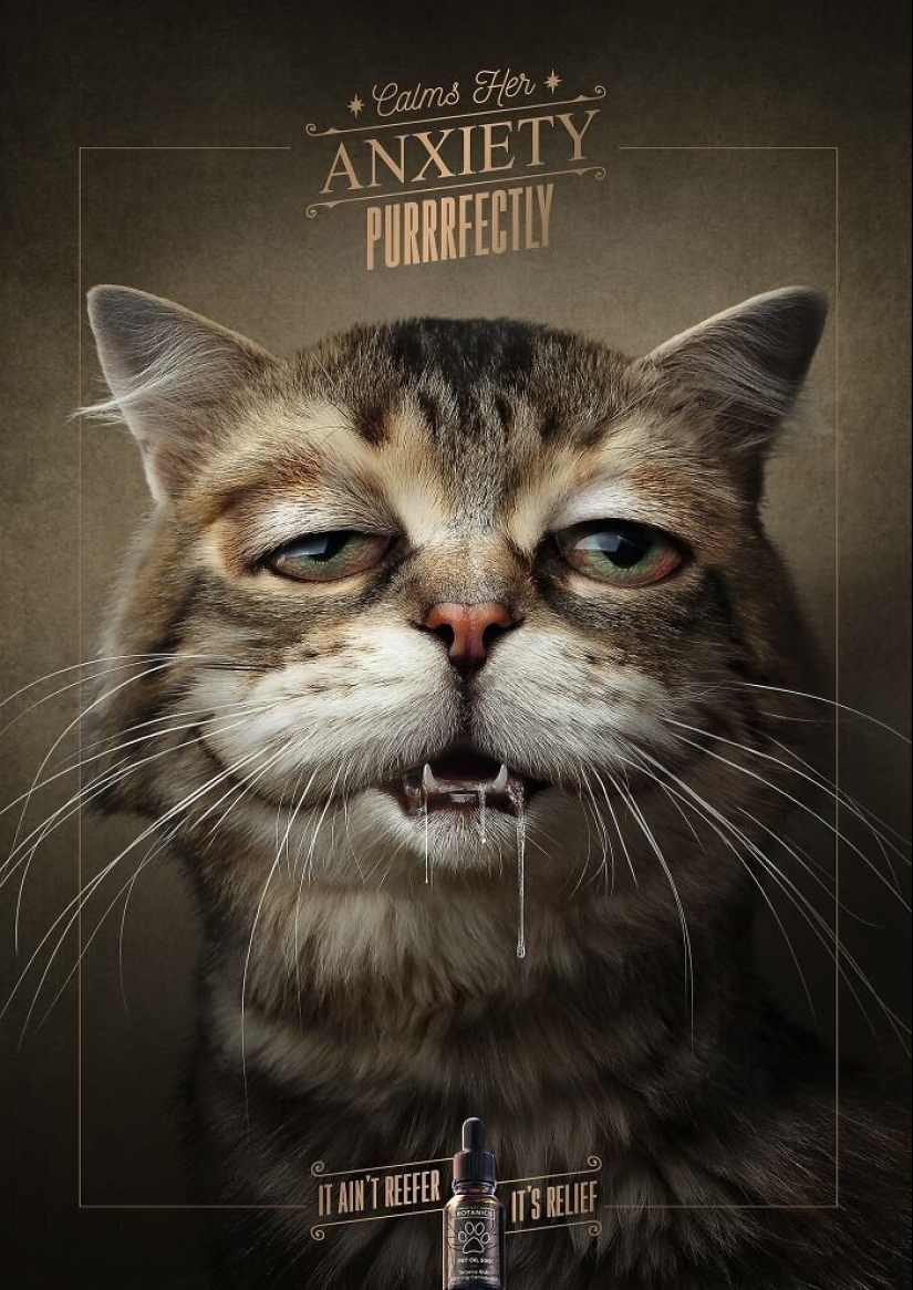 33 examples of the most creative and funny cat ads