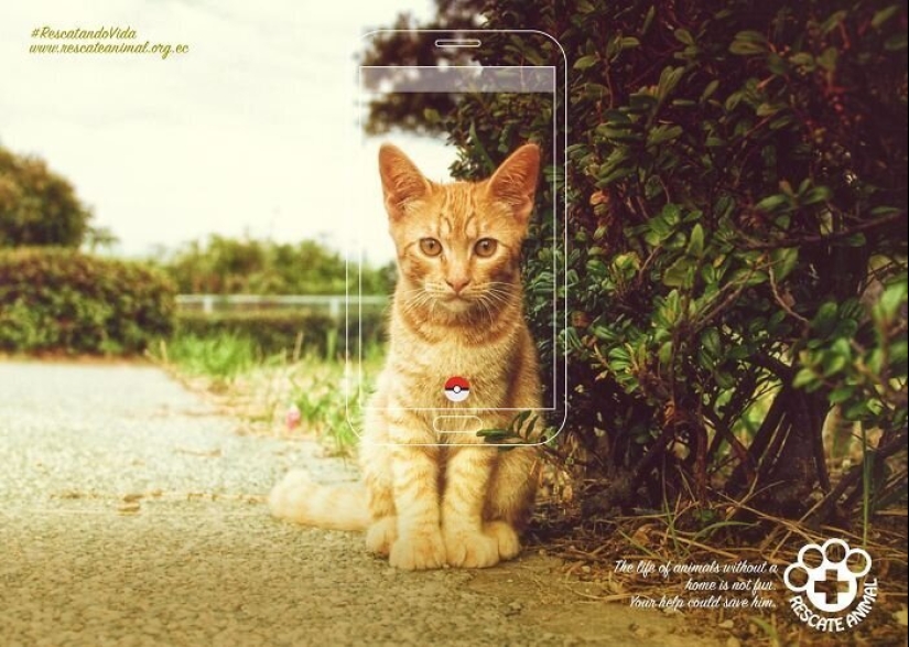 33 examples of the most creative and funny cat ads