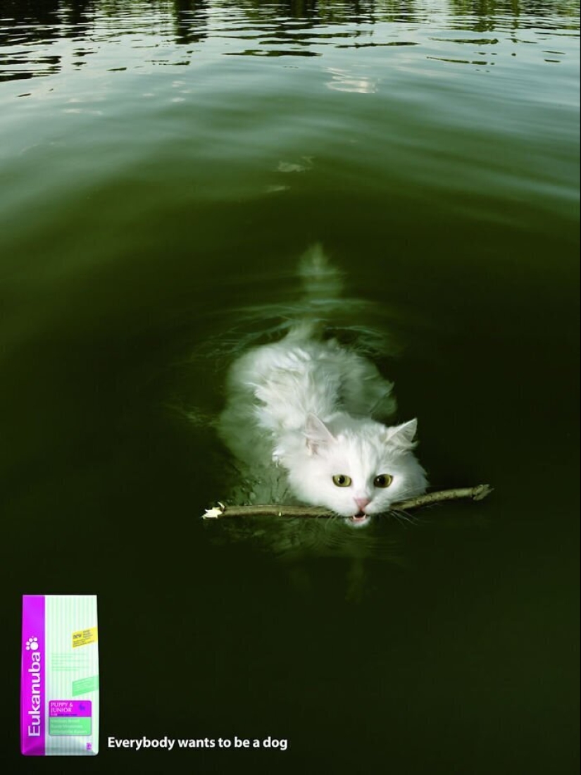 33 examples of the most creative and funny cat ads