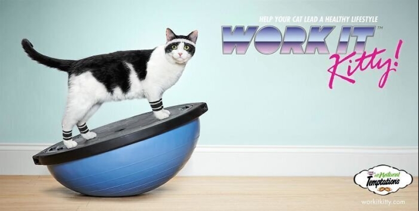 33 examples of the most creative and funny cat ads