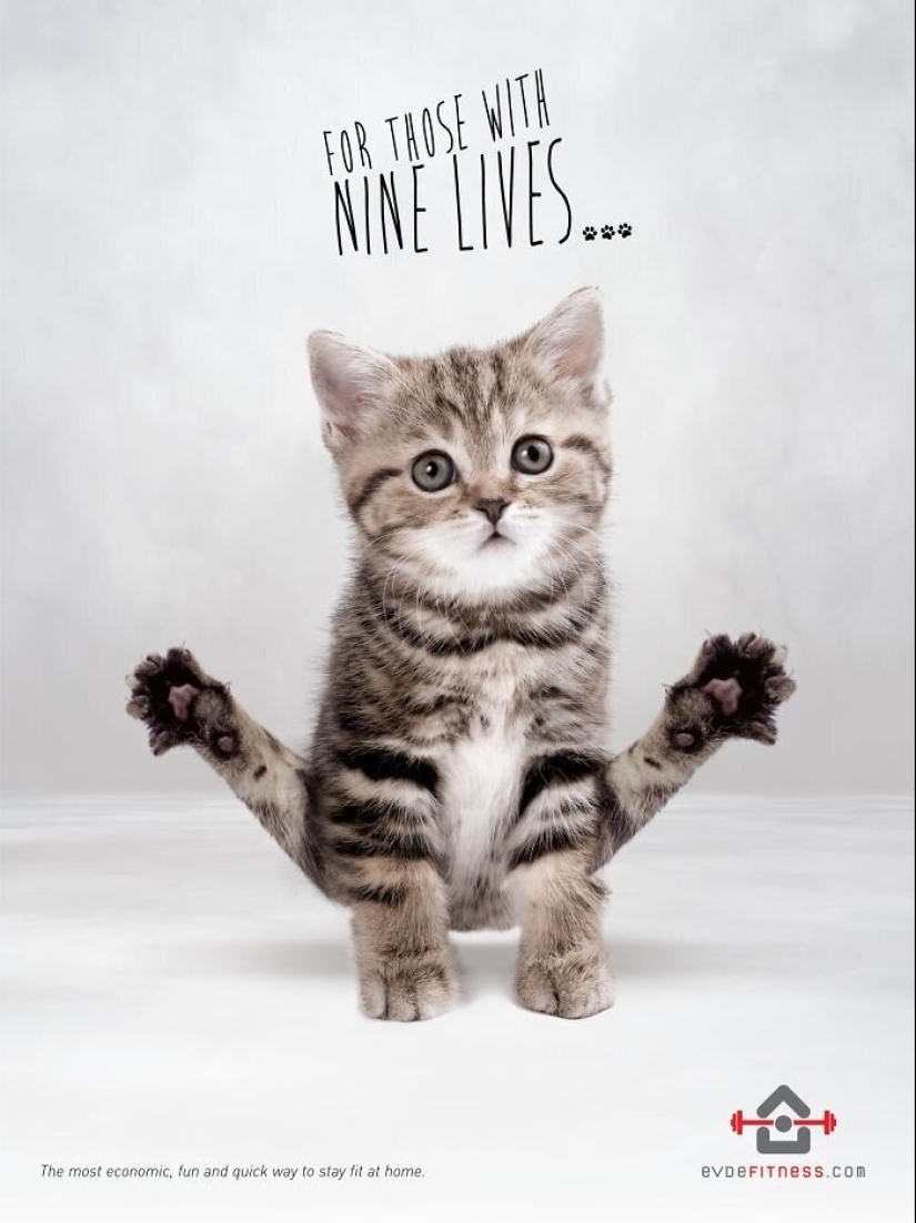 33 examples of the most creative and funny cat ads