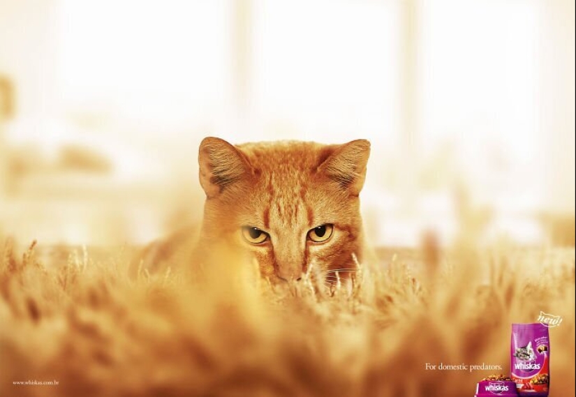 33 examples of the most creative and funny cat ads