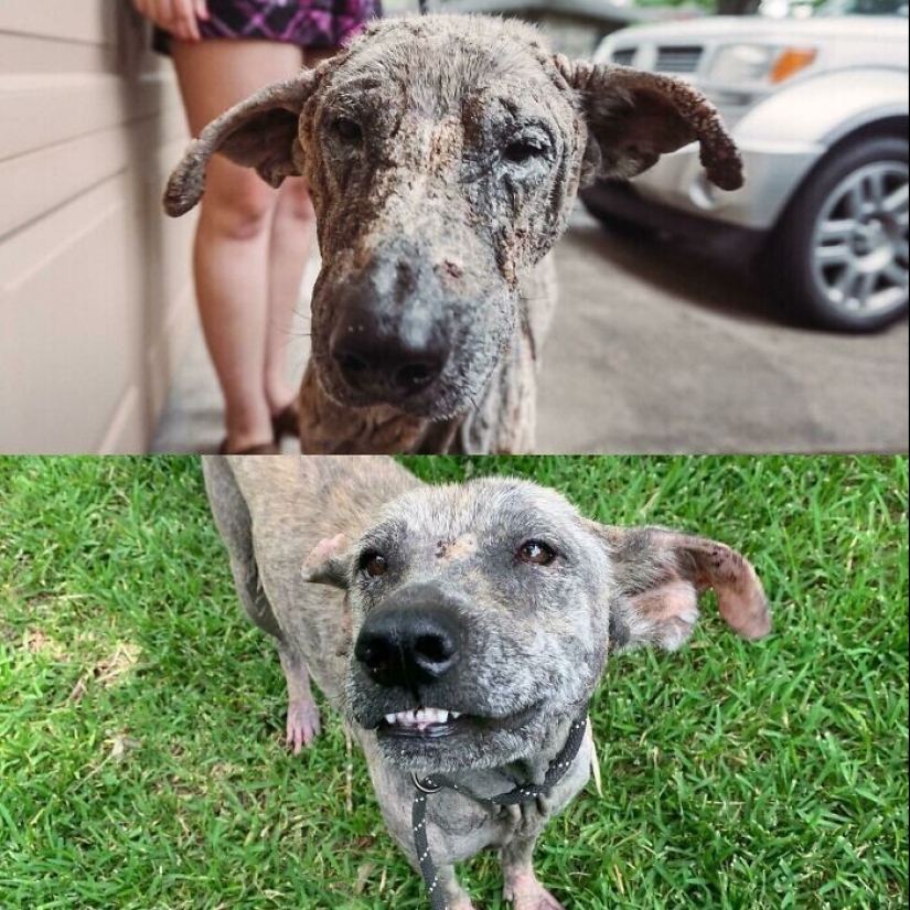 33 fotos de perros antes y después del rescate que tocan el alma