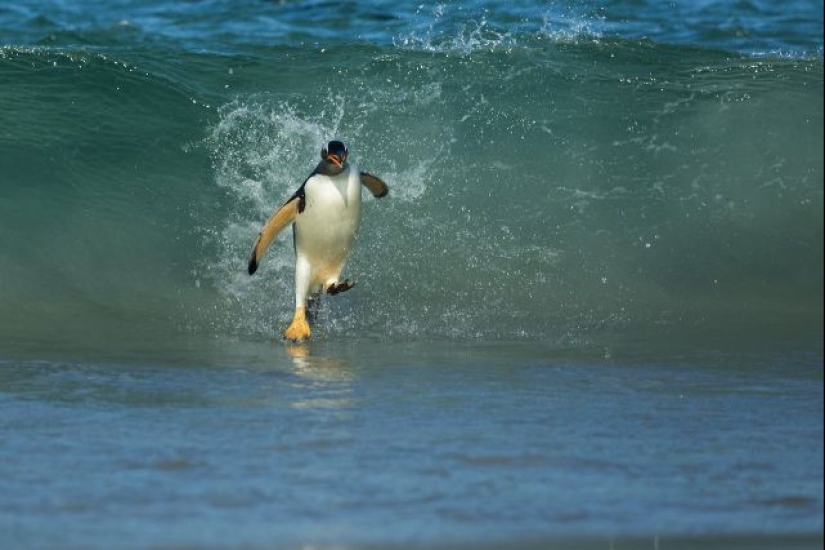 33 fotos donde el momento y el ángulo lo deciden todo 33 fotos donde el momento y el ángulo lo deciden todo