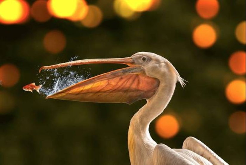 33 fotos donde el momento y el ángulo lo deciden todo 33 fotos donde el momento y el ángulo lo deciden todo