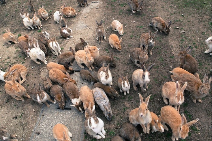 33 interesting facts about Japan that prove that this country is not like others
