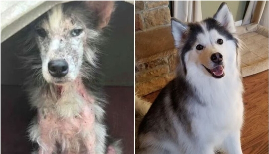 33 photos of dogs before and after the rescue that touch the soul 33 photos of dogs before and after the rescue that touch the soul