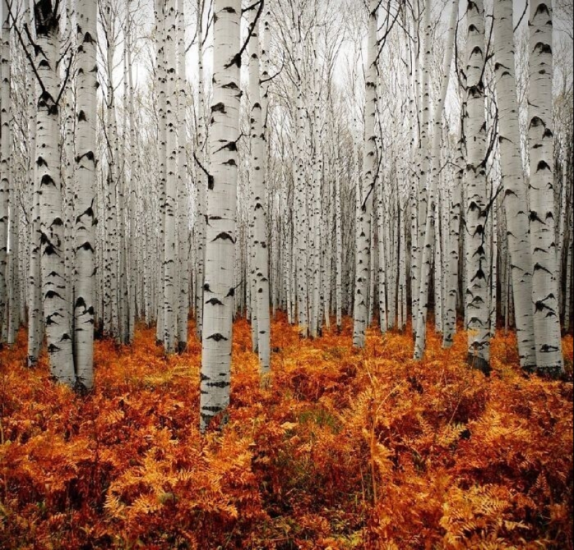 33 rare and amazing things that are worth seeing at least in the photo 33 rare and amazing things that are worth seeing at least in the photo