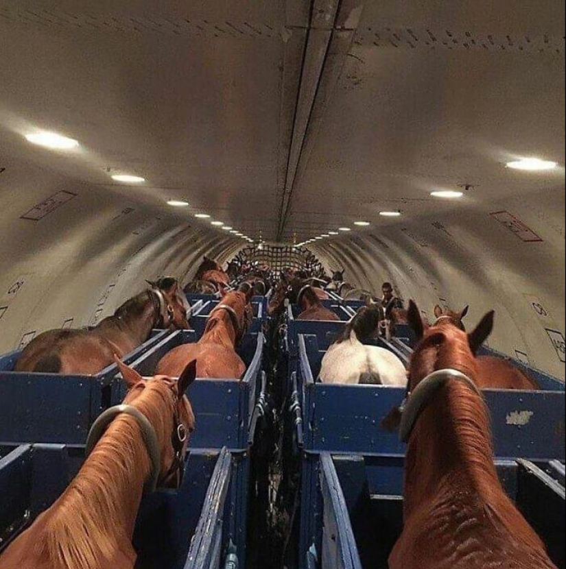 33 rare and amazing things that are worth seeing at least in the photo 33 rare and amazing things that are worth seeing at least in the photo