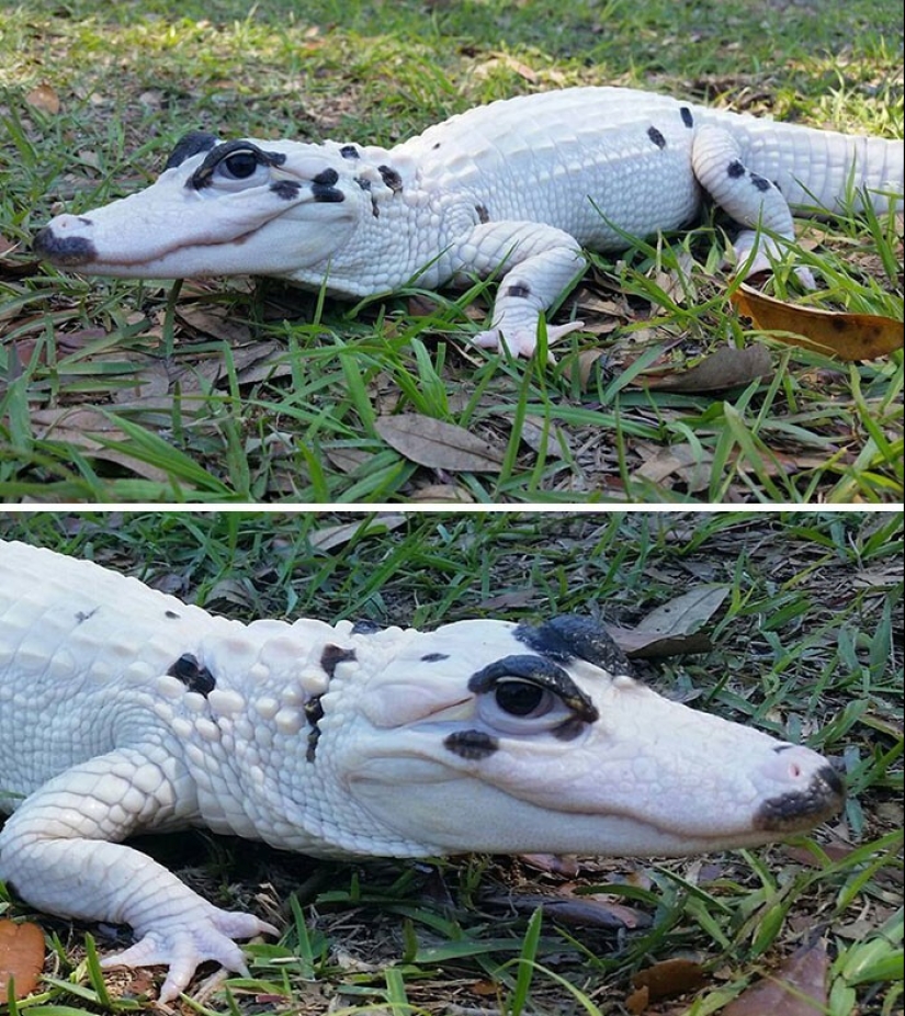 33 rare and amazing things that are worth seeing at least in the photo 33 rare and amazing things that are worth seeing at least in the photo