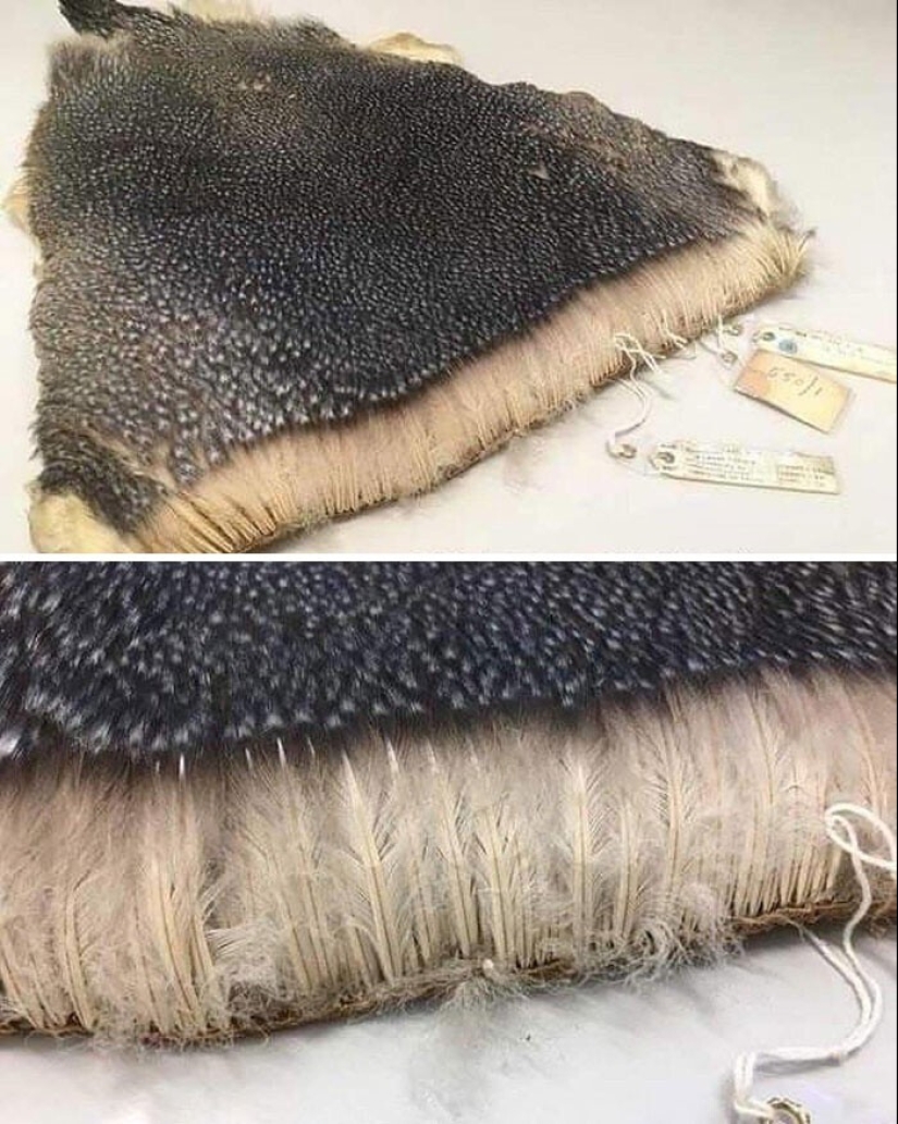 33 rare and amazing things that are worth seeing at least in the photo 33 rare and amazing things that are worth seeing at least in the photo