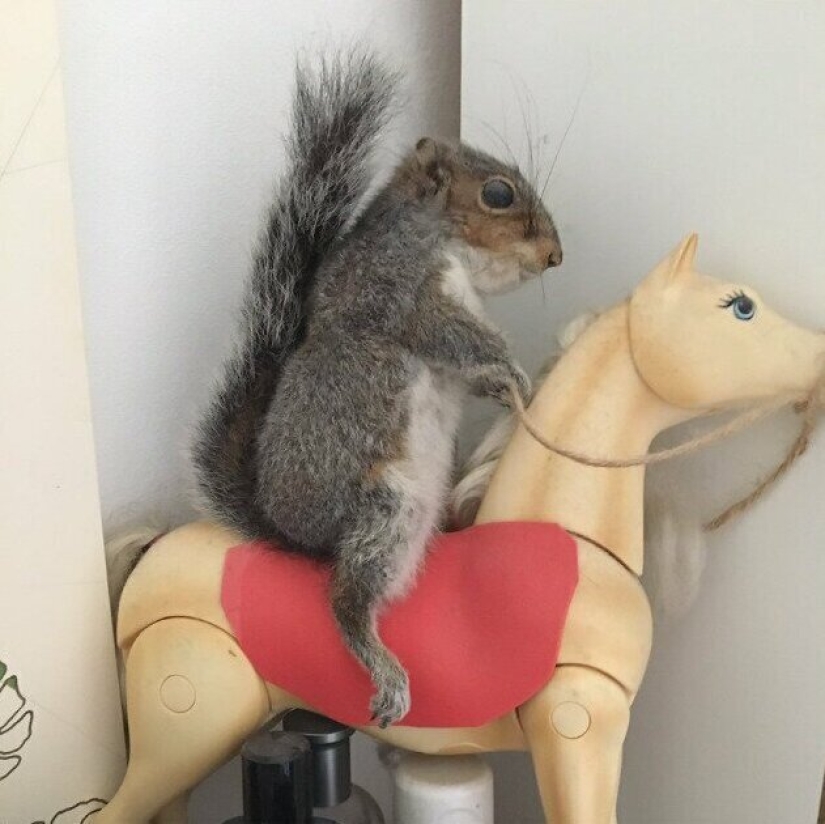 33 ridiculous and bizarre things that people anxiously keep in the house