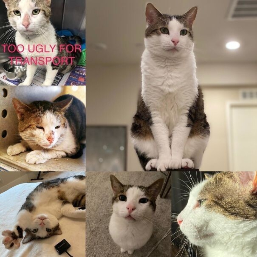 35 animals from shelters who were very lucky to meet "their" person