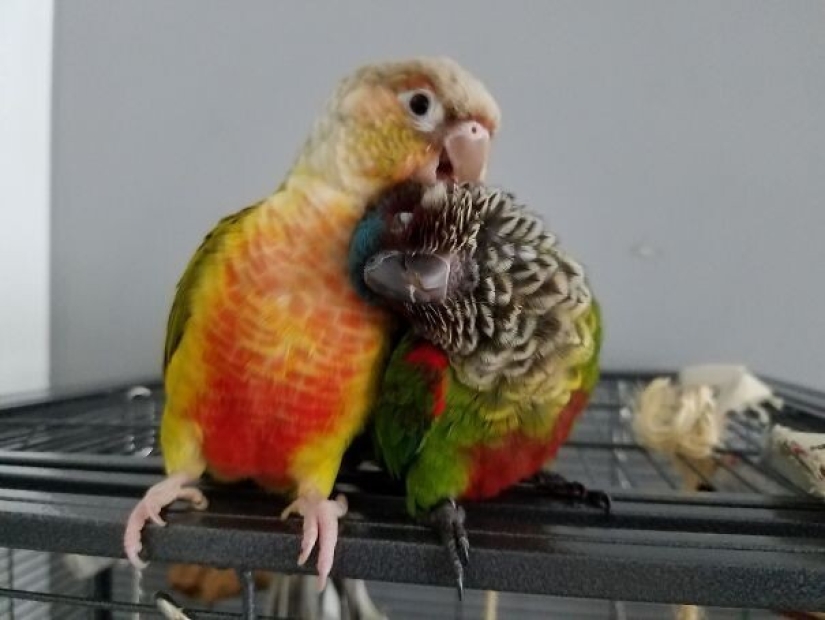 35 animals from shelters who were very lucky to meet "their" person