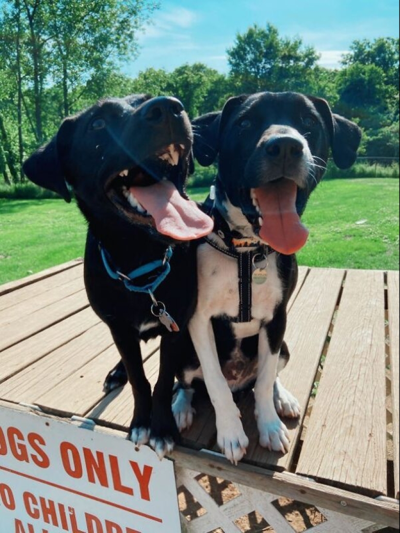35 animals from shelters who were very lucky to meet "their" person