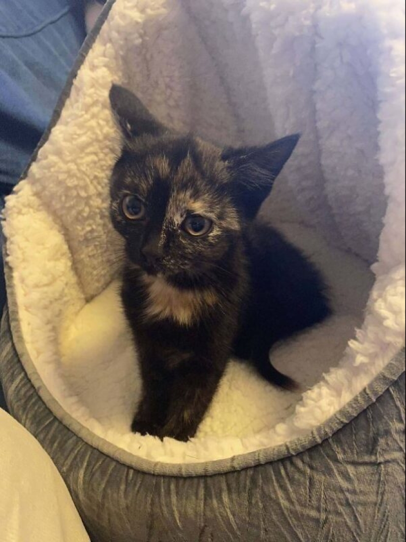 35 animals from shelters who were very lucky to meet "their" person