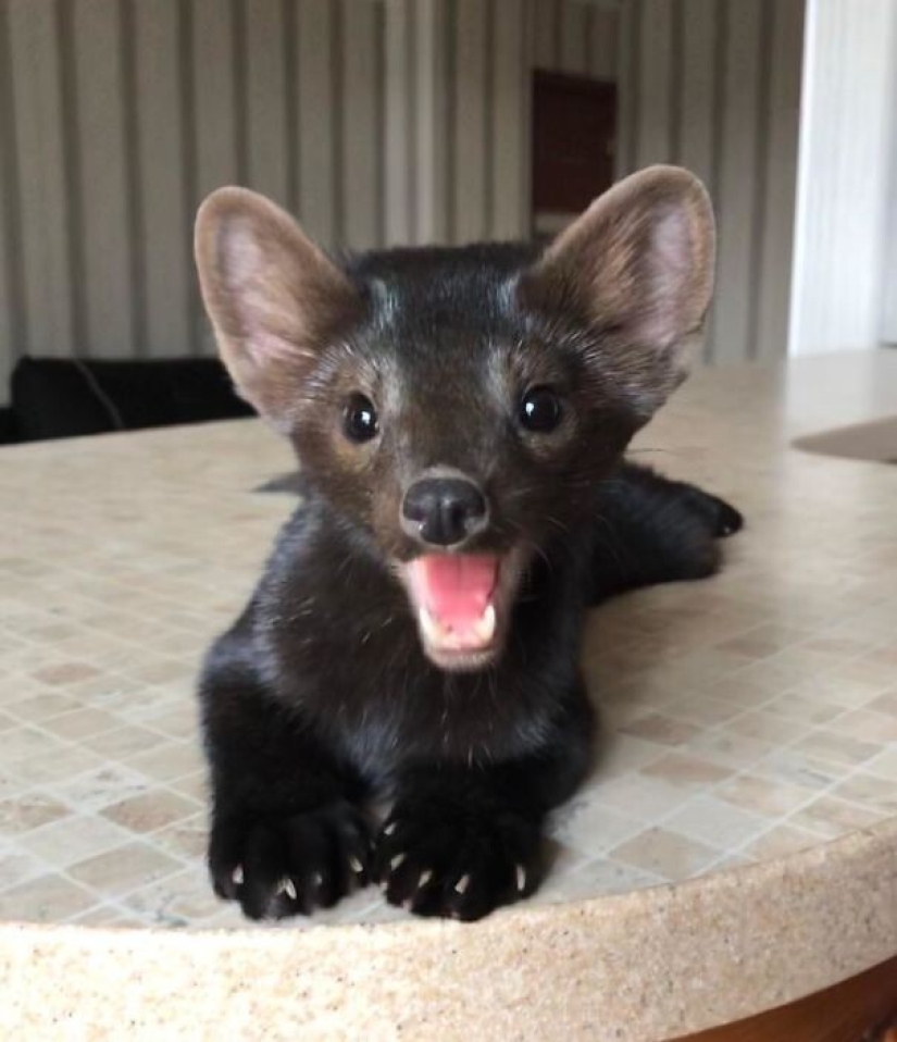 35 animals from shelters who were very lucky to meet "their" person
