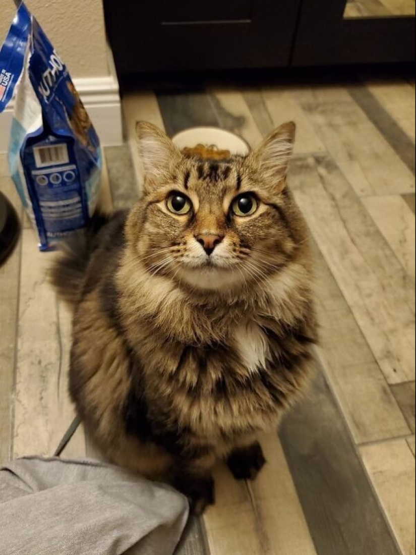 35 animals from shelters who were very lucky to meet "their" person
