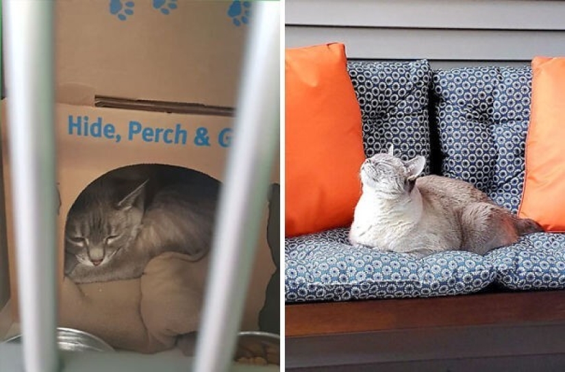 35 animals from shelters who were very lucky to meet "their" person
