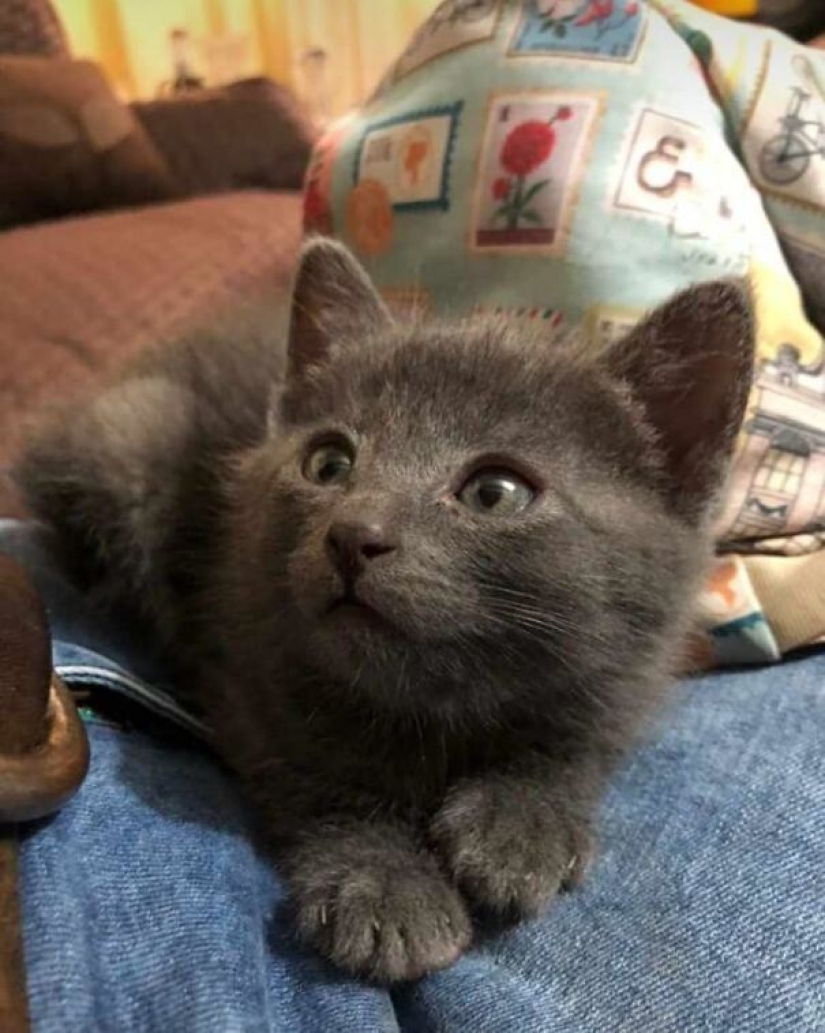 35 animals from shelters who were very lucky to meet "their" person