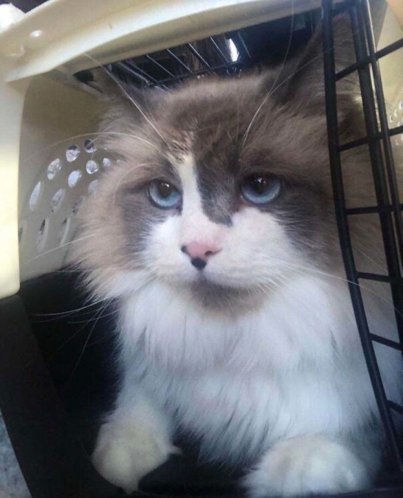 35 animals from shelters who were very lucky to meet "their" person