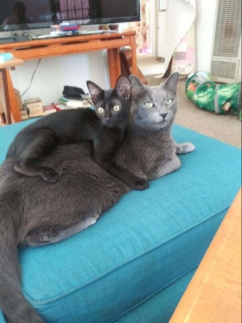 35 animals from shelters who were very lucky to meet "their" person