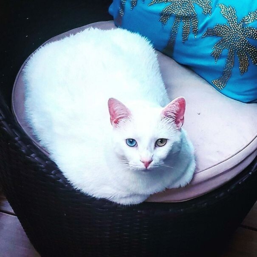35 animals from shelters who were very lucky to meet "their" person