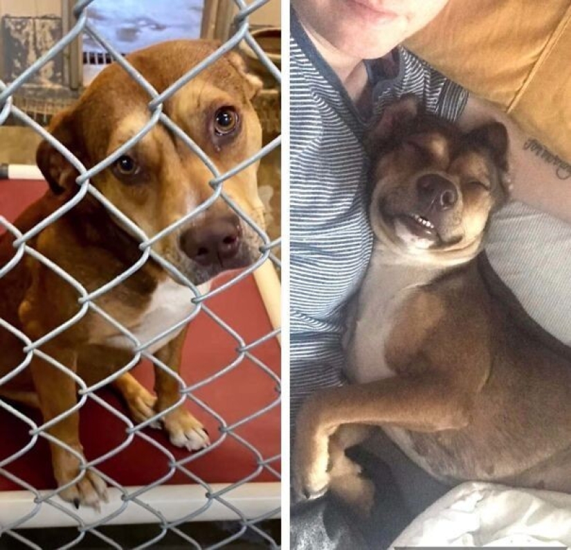 35 animals from shelters who were very lucky to meet "their" person