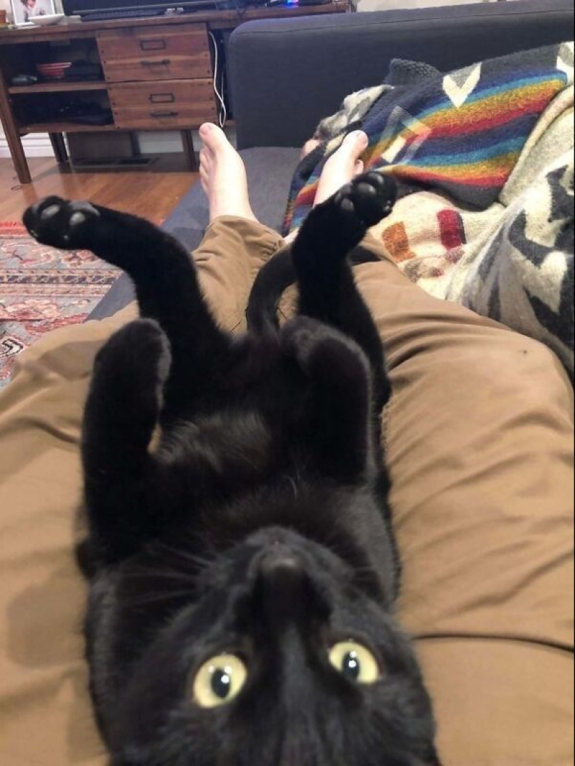 35 animals from shelters who were very lucky to meet "their" person