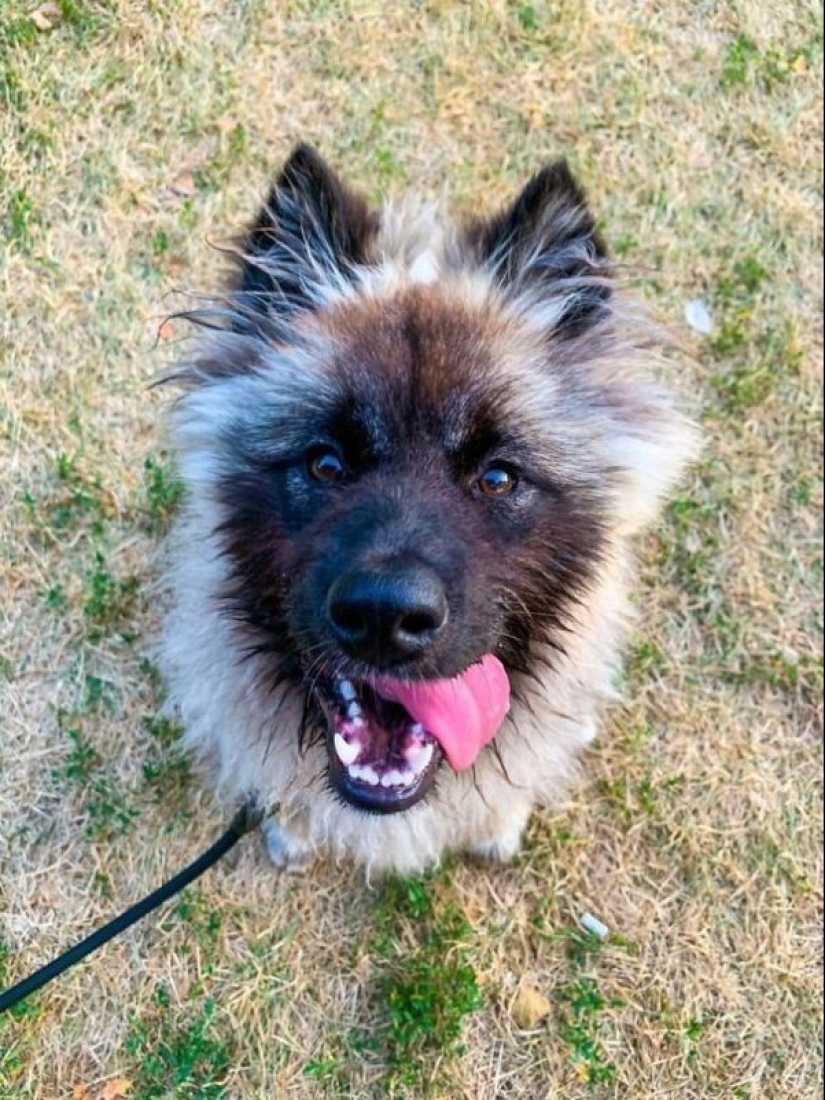 35 animals from shelters who were very lucky to meet "their" person