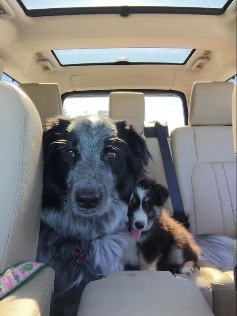 35 animals from shelters who were very lucky to meet "their" person