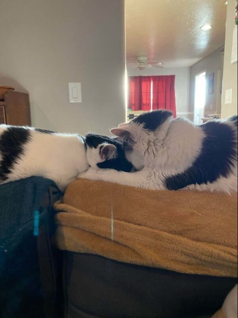 35 animals from shelters who were very lucky to meet "their" person