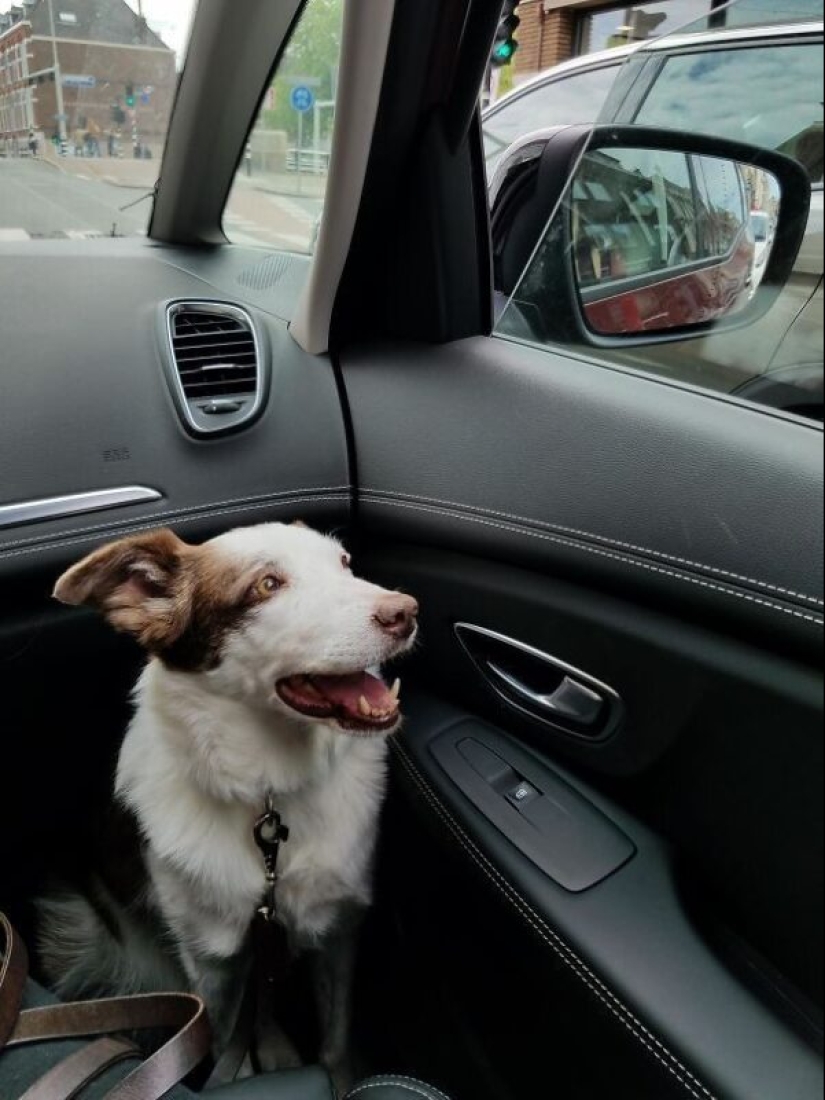 35 animals from shelters who were very lucky to meet "their" person