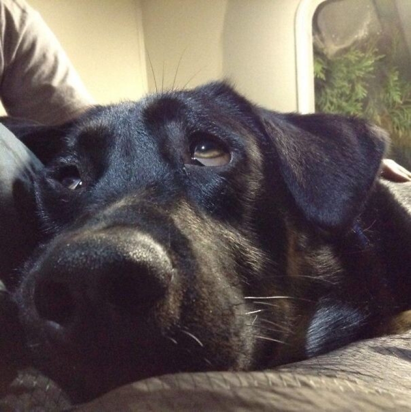 35 animals from shelters who were very lucky to meet "their" person